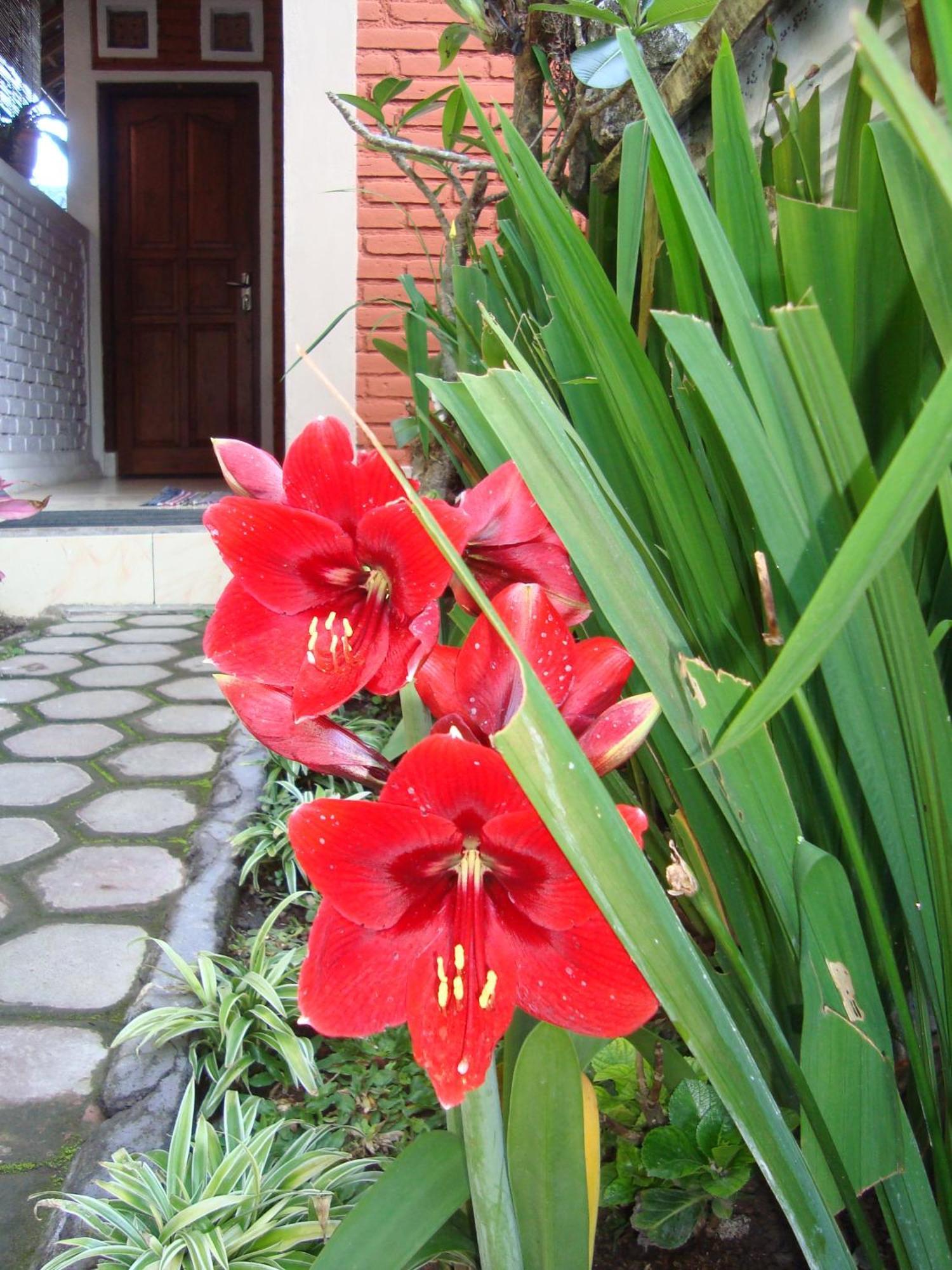 Taman Ayu Homestay Munduk Mitra Reddoorz Exteriör bild